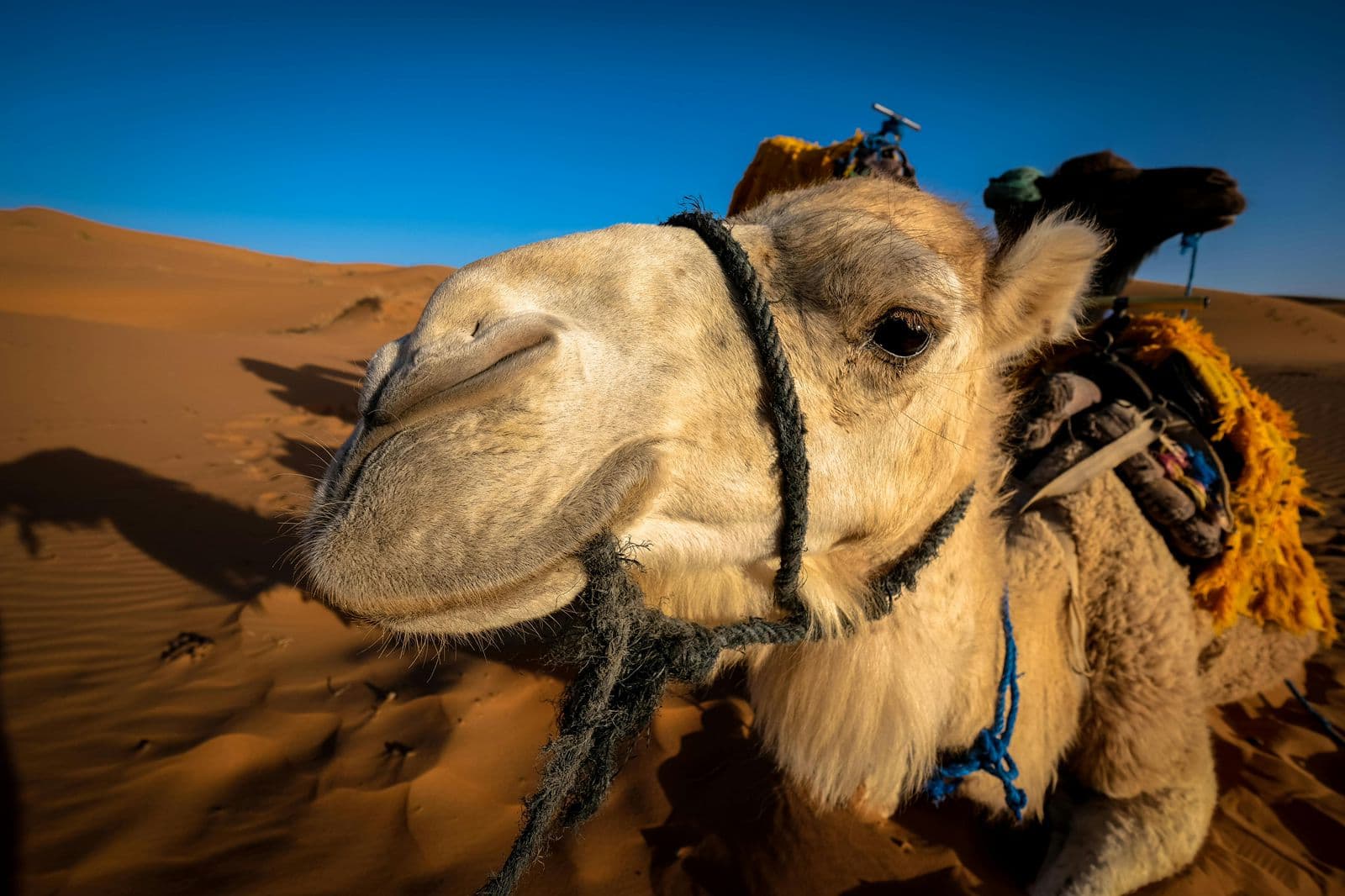 Atlas Nomad Morocco
